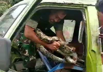 Aksi Heroik Babinsa Koramil 410-01/Panjang, Amankan Ular Sanca Didalam Mobil Angkot